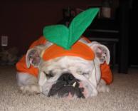 כלב מחופש לתפוז