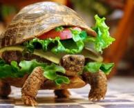 צב סנדוויץ'