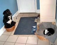 החליפו תפקידים