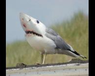 ציפר או כריש?