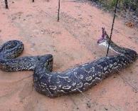 נחש שנתפס במלכודת