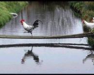 תרנגולים בשורה