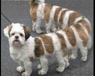 כלב מרבה רגליים