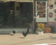 ברחו מהמטבח ?