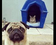 השתלט לי על הבית :( 