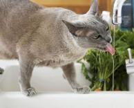 תנו לשתות בשקט