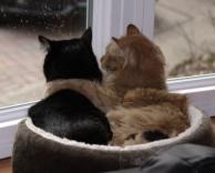 חברים טובים