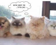 מרגל