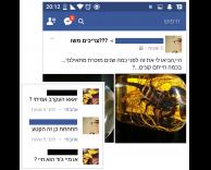 אמיתי