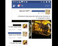 אמיתי