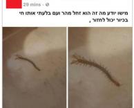 חי