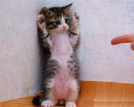 תעמוד בעונש !