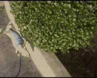 כלב משתין בעמידה