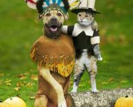 חיות בתחפושת 