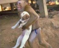 קוף חוטף כלב 