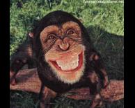 קוף שמח 