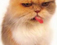 חתול מוציא לשון 