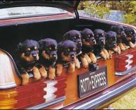 הרבה בבגאז'