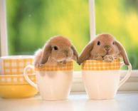 ארנבונים חמודים 