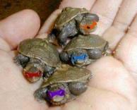 צבי הנינג'ה 