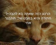 חתולה