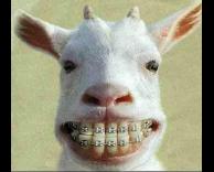 ממתי לעיזים יש גשר?!