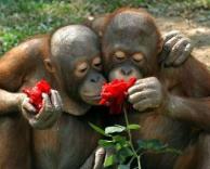 קופים מאוהבים