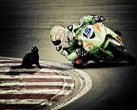 חתולה שחורה-צריך לירוק!