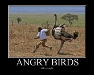 אנגרי בירדס - גרסת אפריקה...
