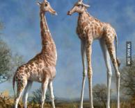 אם לגירפה היו רגליים ארוכות...