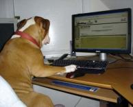 מה שכלבים עושים בזמנם הפנוי