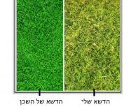 צבע הדשא