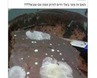 עובש