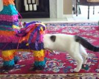 חתלתול מתלהב מפיניאטה