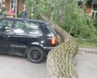 העץ לא רצה להיפצע..