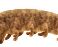 מרבה חתוליים