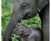 אמהות והגורים שלהן