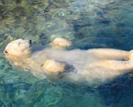 הדוב לוקח שם זמן להירגע..