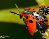 עלייתן של המכונות 2