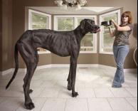 הכלב הכי גבוה בעולם..