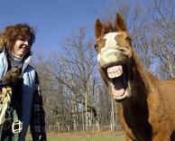 סוס צוחק