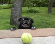 כדור טניס אהוב!