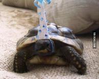 יום הולדת לצב שלי