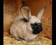 בולדוג ארנבי...