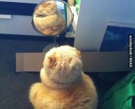 נראה לי שאני שמן קצת