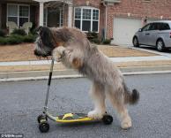 גם כלבים רוכבים