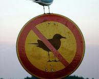 ציפור עבריינית