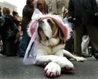 כלבה מחופשת לנסיכה