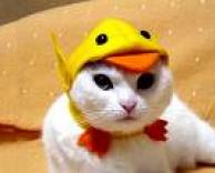 חתולה מחופשת לאפרוח