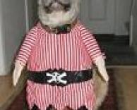 כלב מחופש לפיראט